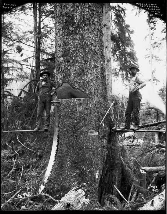Hardwood Logs: Tree Felled with Notch and Back Cut, Limbed and Bucked