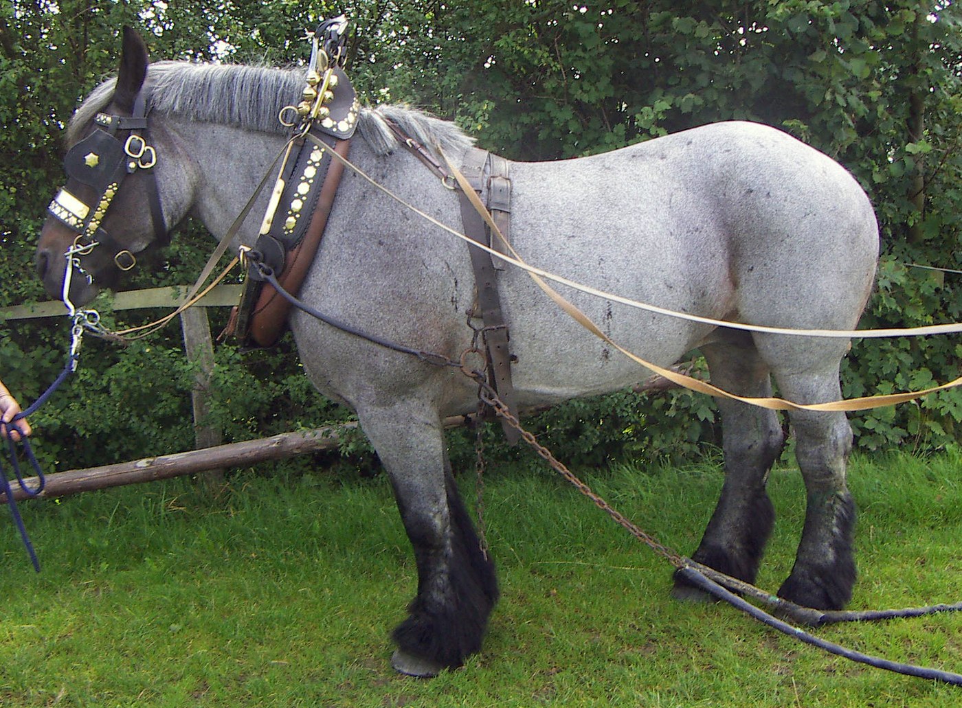 Horse Collar