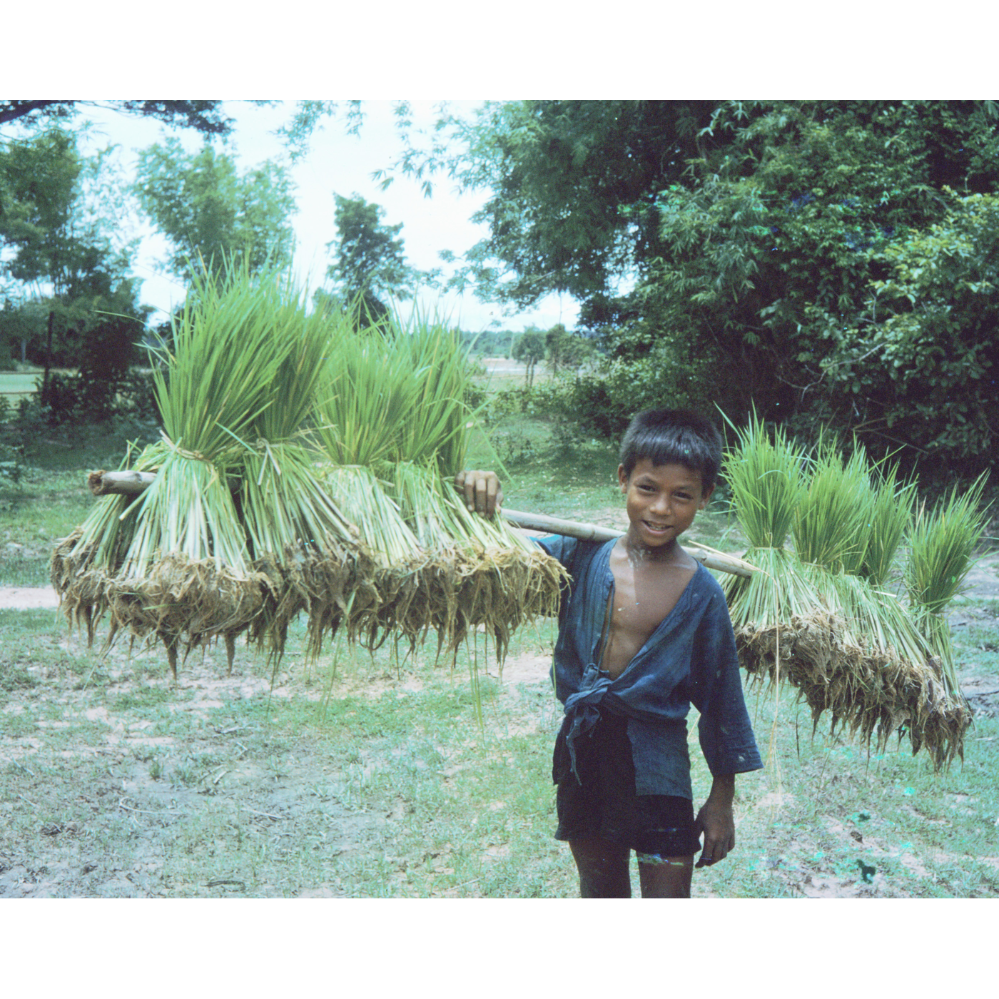 Khan Lao — a Two-Metre Bamboo Pole with Shark's-Mouth Points for Carrying Many Rice Sheaves at Once