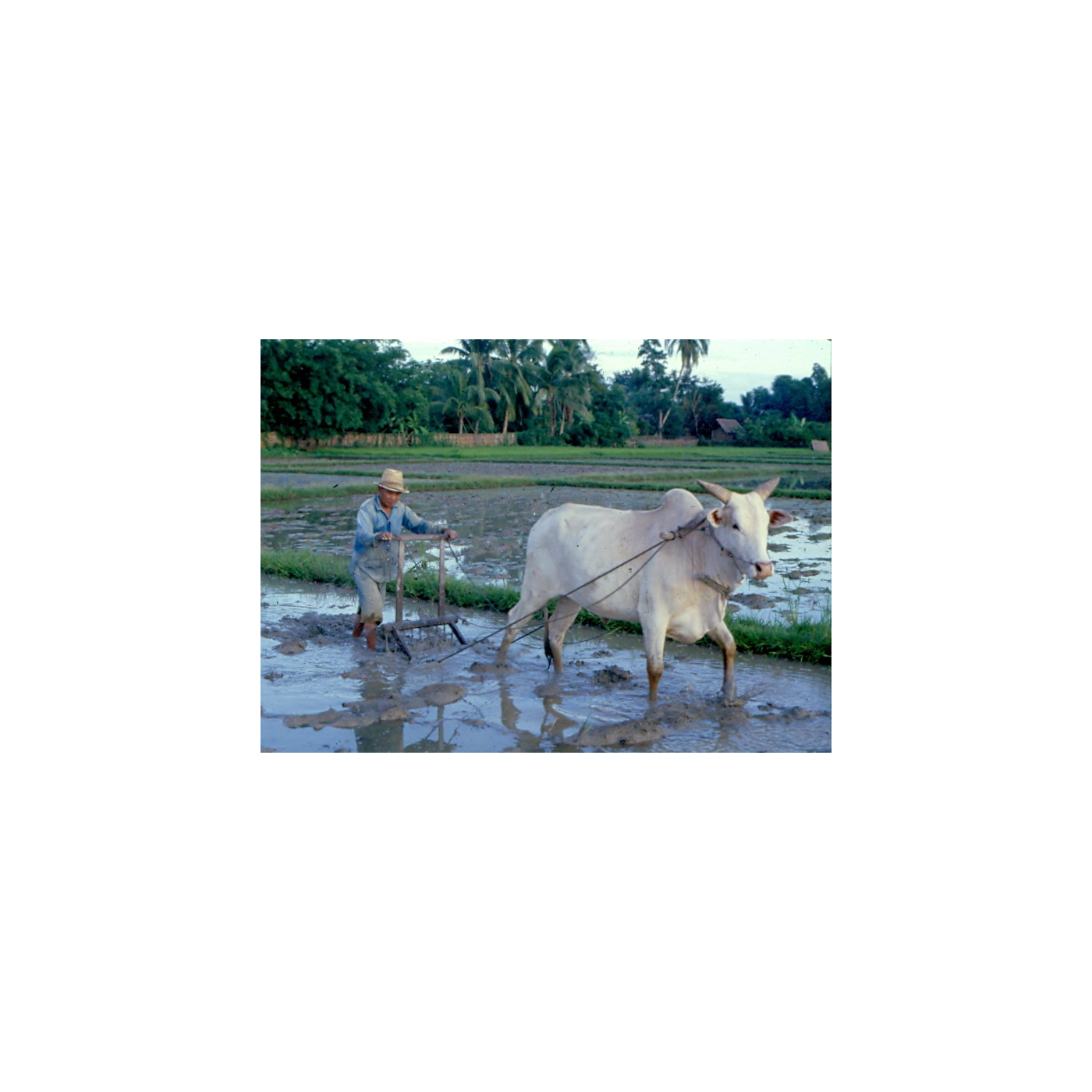 คราด (khrat) — a Hardwood Beam, 10-15 Pointed Teeth and Bamboo Shafts, Raking Ploughed Soil Fine