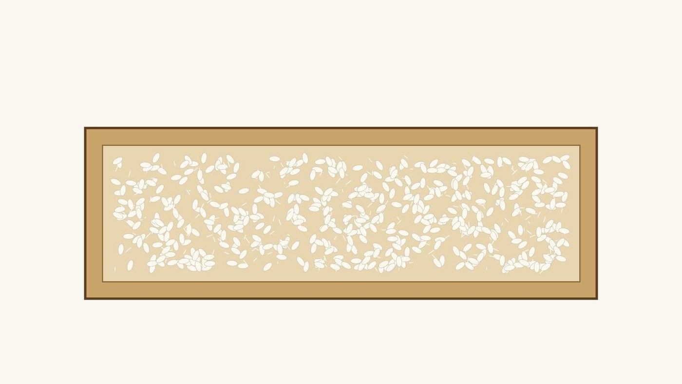 Koji Rice: Steamed Rice Grown with Aspergillus oryzae for Two to Three Days