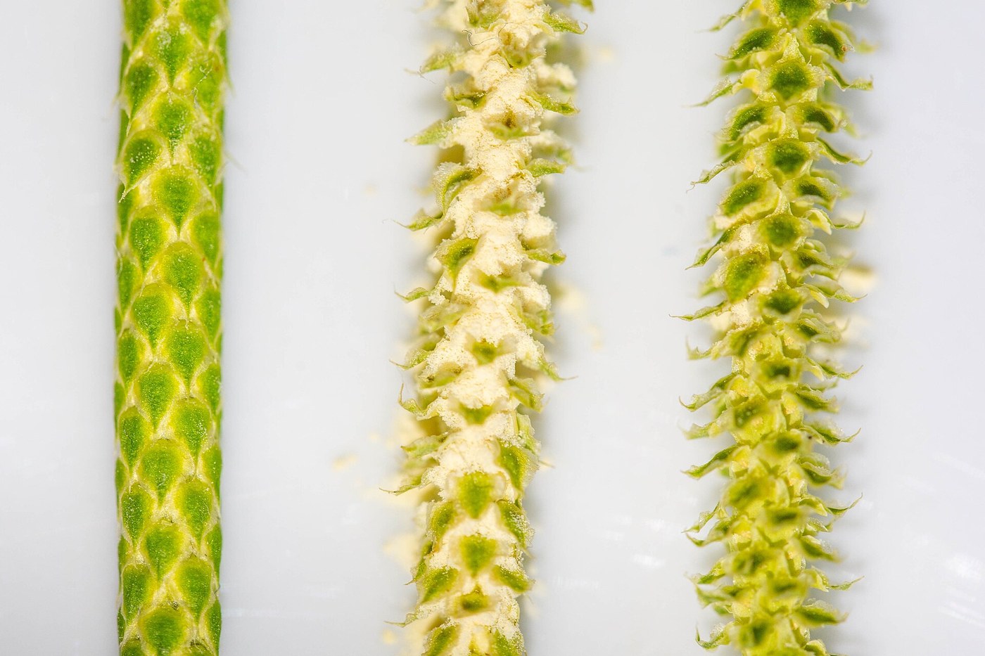 Lycopodium Powder: Spores Shaken from Dried Clubmoss Cones