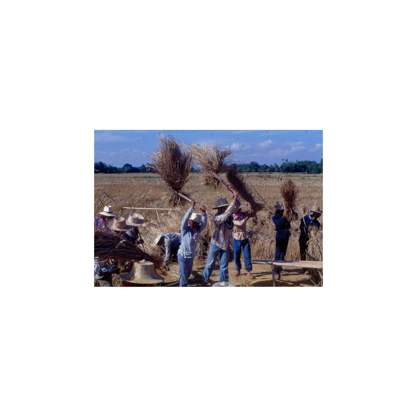 Mai Nuat Khao (Rice-Threshing Sticks) — Two Sticks and a Cord Grip the Sheaf, Then Beat the Grain from the Ears