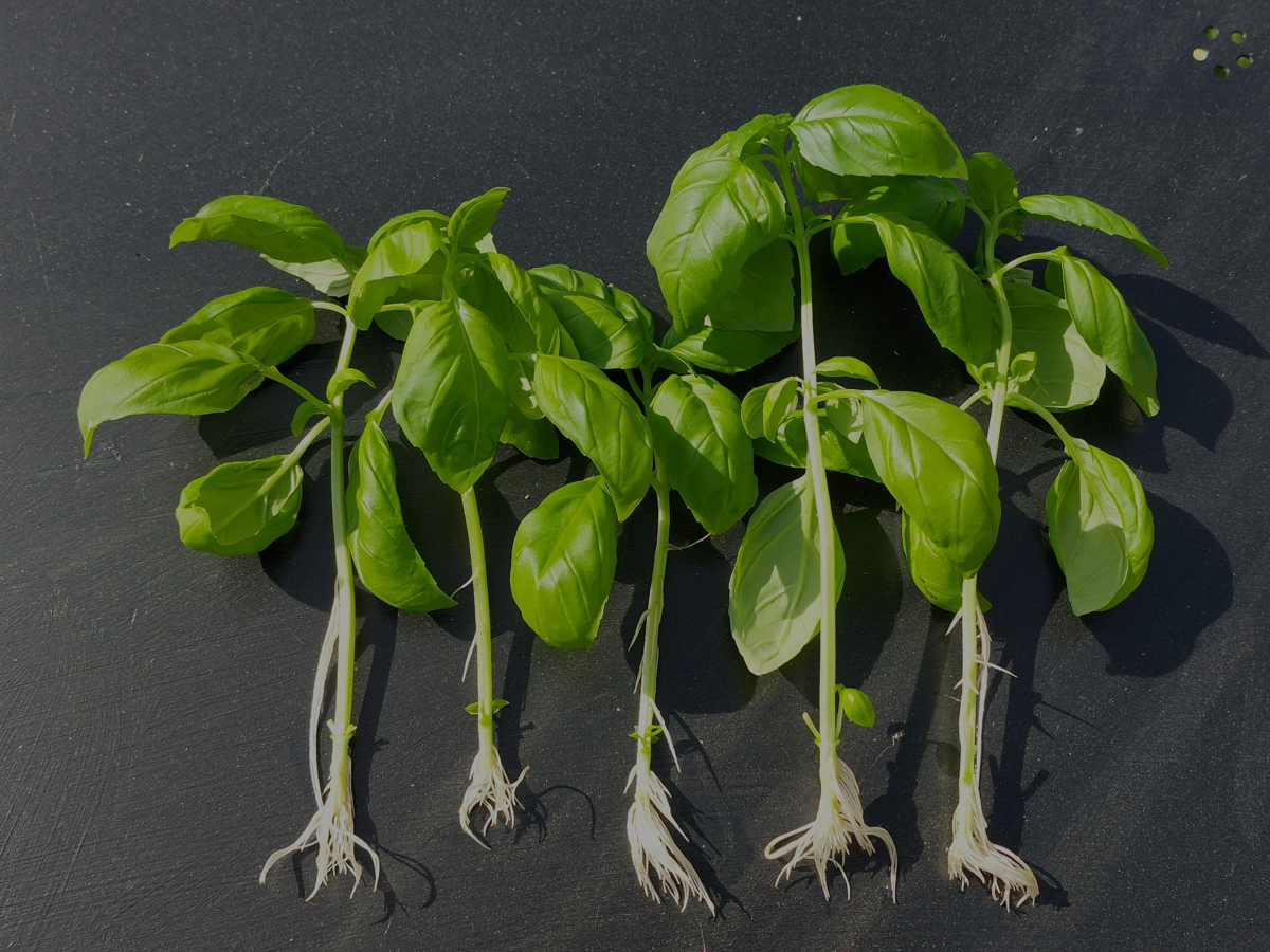 Rooting Kitchen Herbs in Water — A Free Herb Garden from a Supermarket Bunch