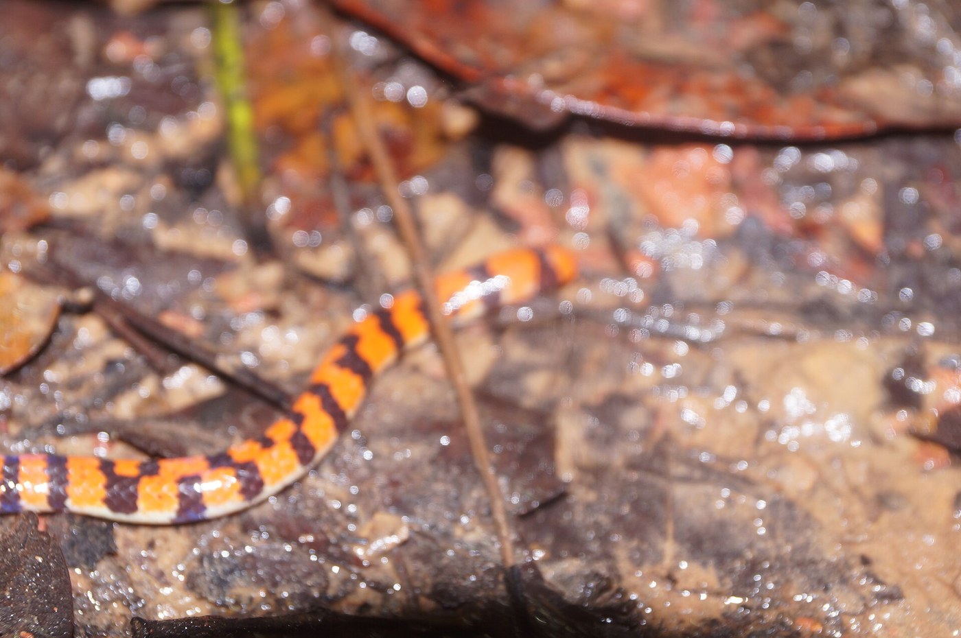 Scytale