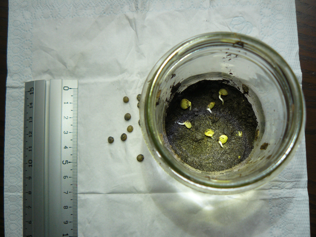 Testing Seed Viability — The Rag-Doll Germination Test