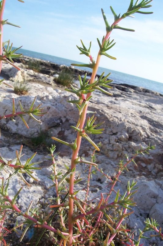 Soda Ash from Barilla: Saltwort Burned, Washed and Boiled Dry