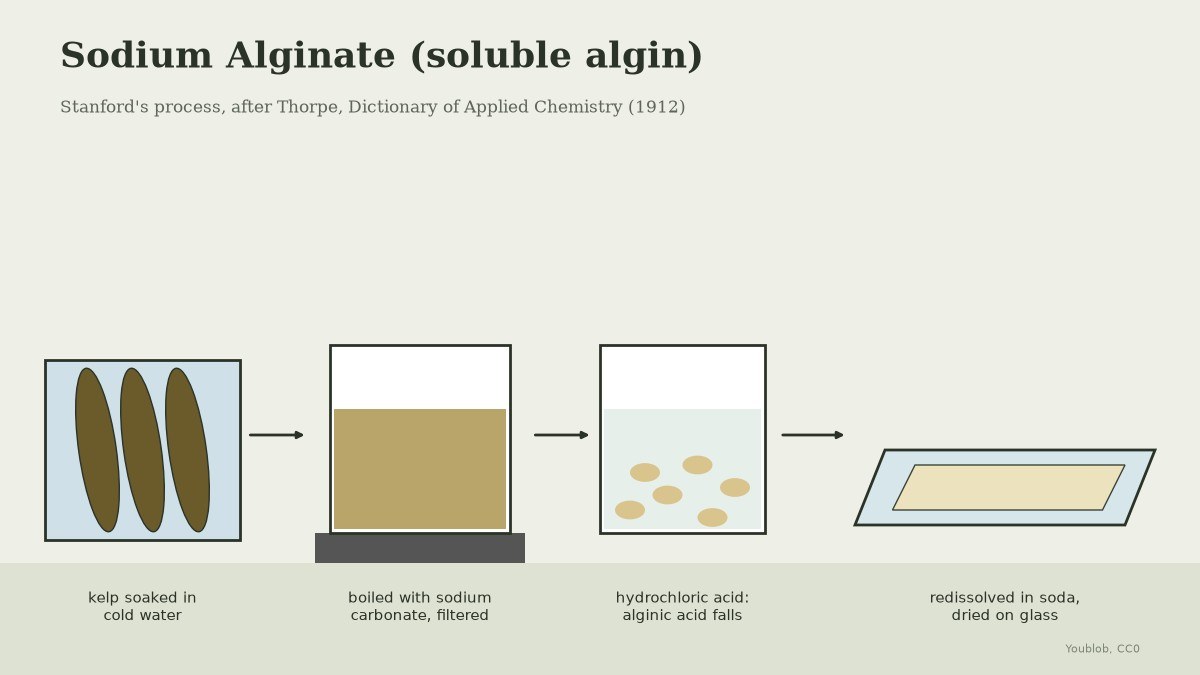 Sodium Alginate from Kelp: Stanford's Soluble Algin