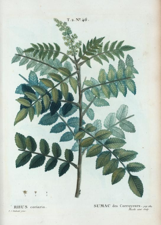 Sumac Leaves: Cut, Dried and Ground for Tanning and Dyeing