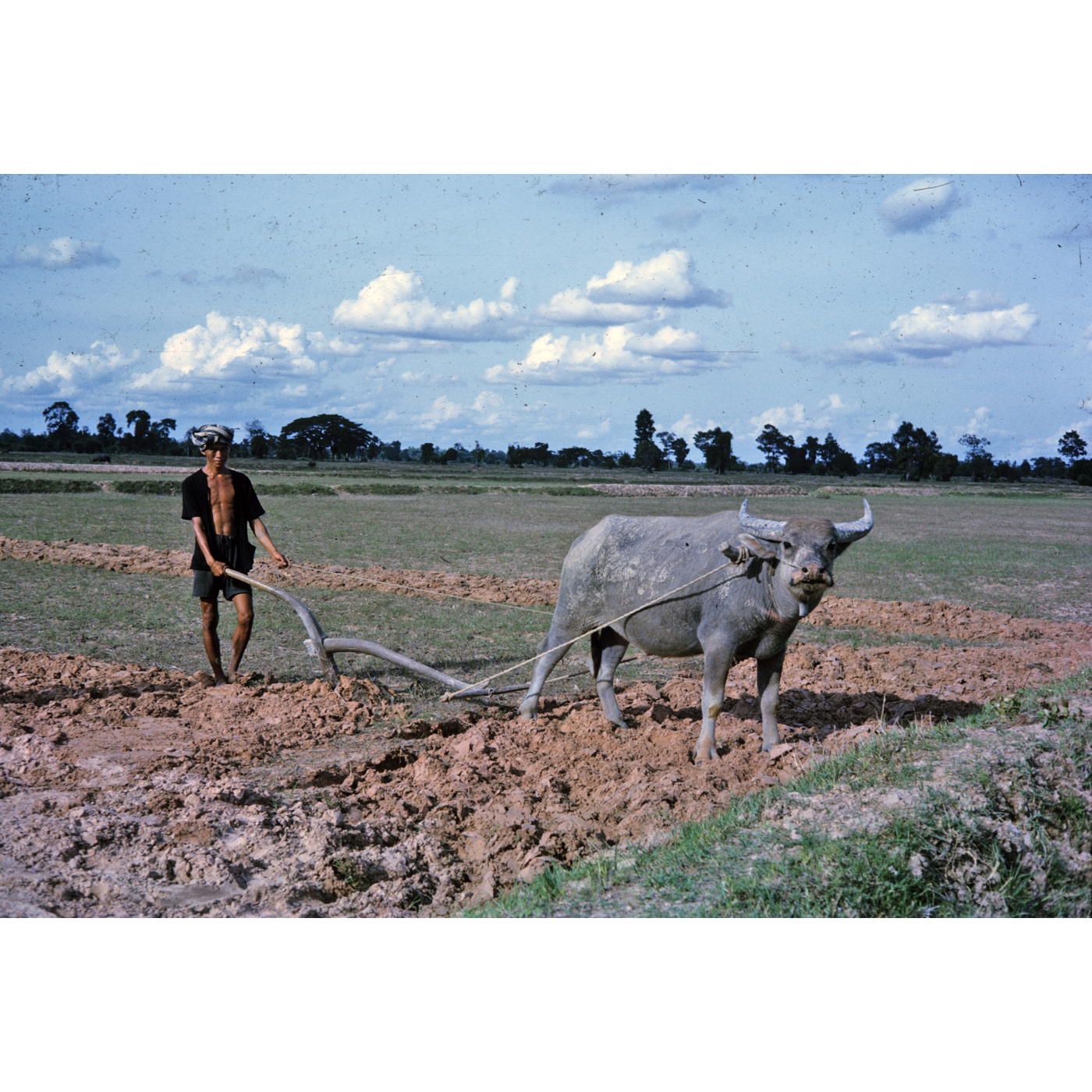 Thai (arado tailandês de búfalo) — um timão de curva natural, rabiça, relha fixada com laca à soleira, canga de pescoço e canga pequena, puxado por um búfalo