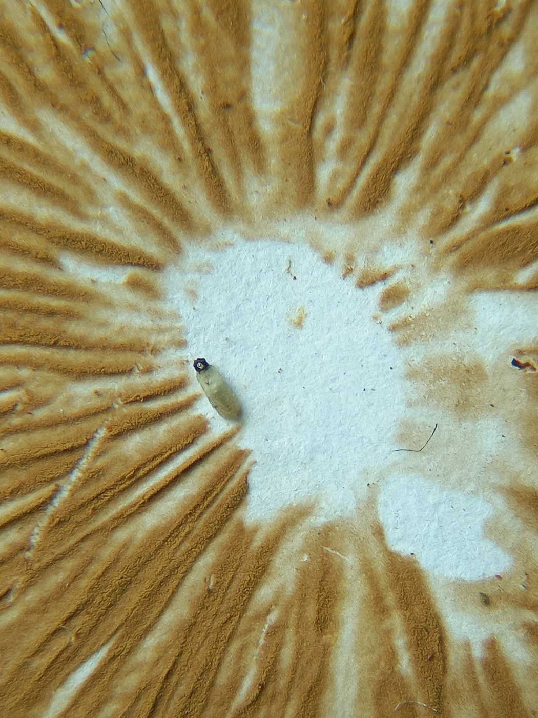 The Spore Print
