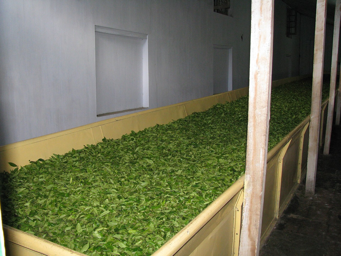 Withered Tea Leaves: Spread Thin Overnight in a Cool, Airy Room
